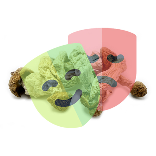 dried enigma magic mushrooms