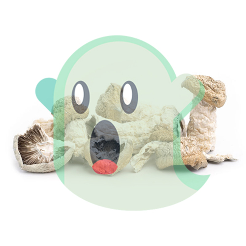 dried ghost magic mushrooms