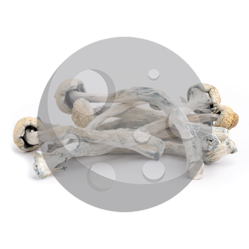 dried phobos magic mushrooms