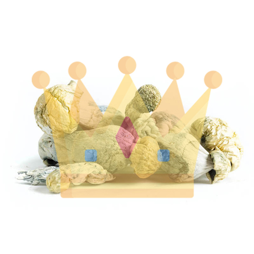 dried quique magic mushrooms