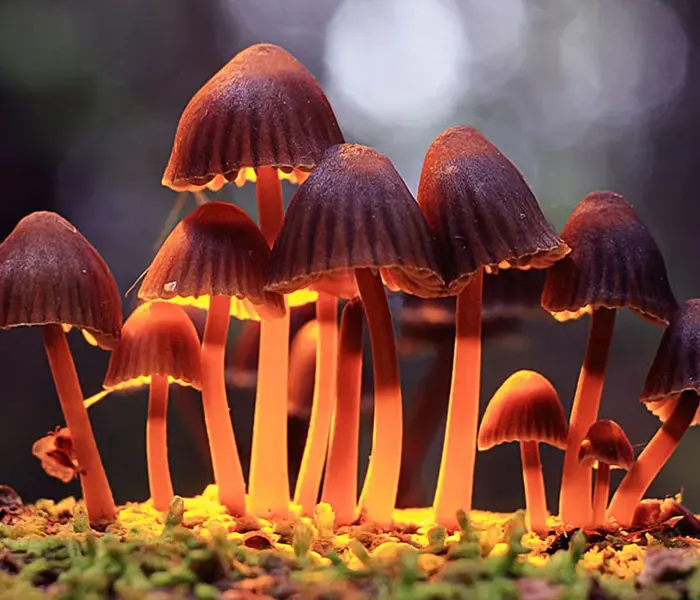 magic mushrooms header image
