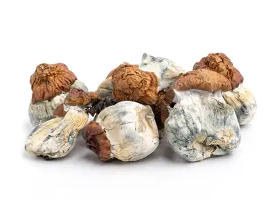 angry birds mushrooms