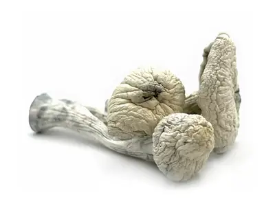 ape mushrooms