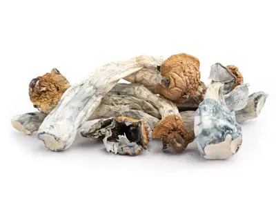 bluey vuitton mushrooms