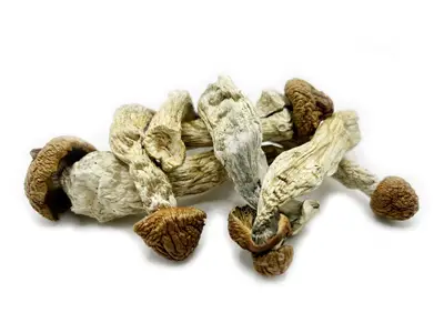 enigma mushrooms