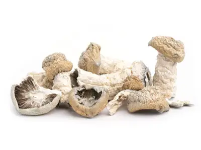 ghost mushrooms