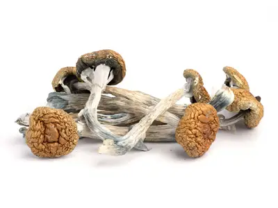 golden teacher mushrooms