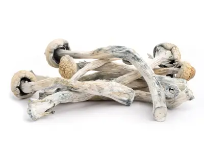 phobos mushrooms