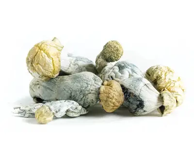 quique mushrooms