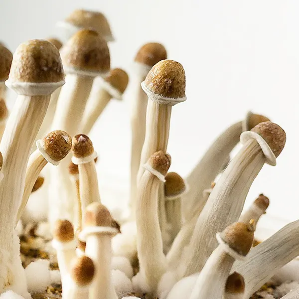 magic mushrooms