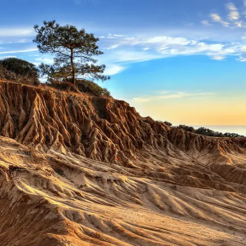 microdosing mushrooms at torrey pines state natural reserve