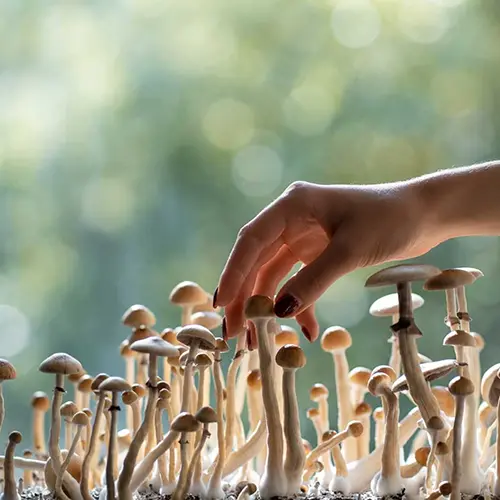san diego magic mushrooms